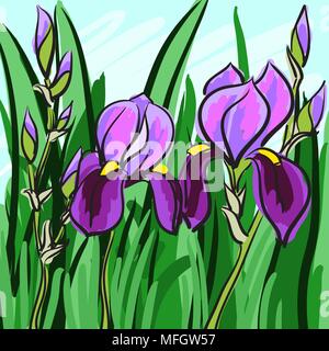 Iris violet à la main sur fond vert pour votre conception. Vector illustration Illustration de Vecteur