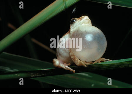 Grenouille peint REED Appelant Hyperolius marmoratus Banque D'Images
