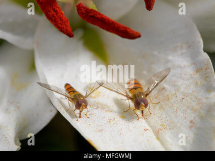 Episyrphus balteatus HOVERFLIES (MARMELADE) se nourrissant de pollen lily tombé Banque D'Images