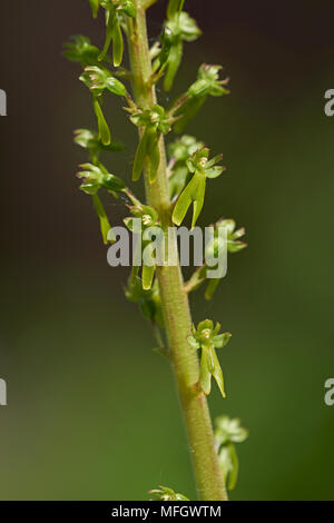 L'homme ou d'Orchidées orchidées italiennes (Orchis italica) Sussex, Angleterre Banque D'Images