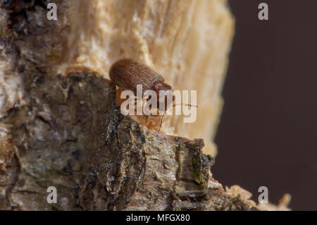 WOODWORM Golf Polo ou des parasites communs du mobilier (Anobium punctatum) Sussex, UK Banque D'Images