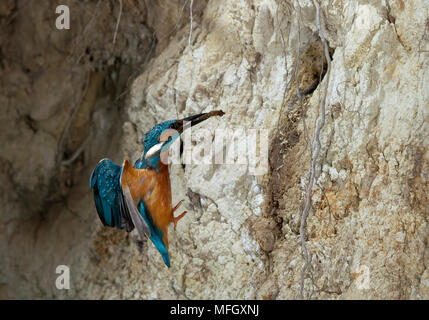 KINGFISHER Alcedo atthis en vol près de nid avec poissons Banque D'Images