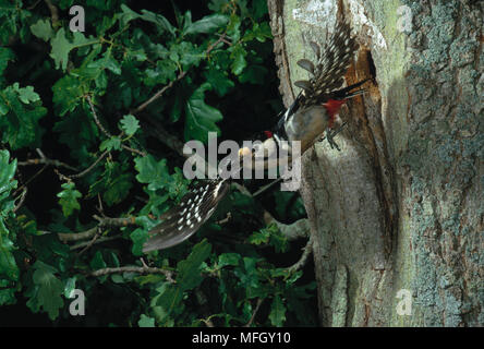 GREAT SPOTTED WOODPECKER Dendrocopos major en vol partant de nid Banque D'Images