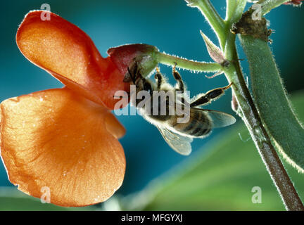 La collecte d'abeilles Apis mellifera de nectar de fleur de haricot Vie secrète d'un jardin p.74 Banque D'Images