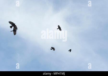Crave Crave alpin ou Yellow-Billed (Pyrrhocorax graculus),,en vol, la Bavière, l'allemand et l'Alpes autrichiennes Banque D'Images