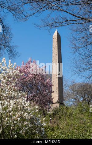 Cleopatra's Needle obélisque est entouré d'arbres de Magnolia qui fleurit au printemps, Central Park, NYC, USA Banque D'Images