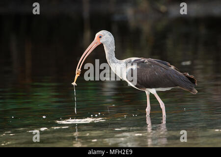 Juvenile Ibis blanc (Eudocimus albus) de manger des crevettes, États-Unis d'Amérique, Amérique du Nord Banque D'Images