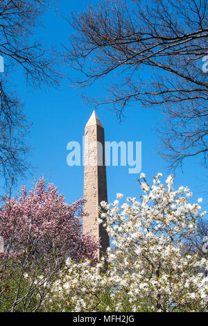 Cleopatra's Needle obélisque est entouré d'arbres de Magnolia qui fleurit au printemps, Central Park, NYC, USA Banque D'Images