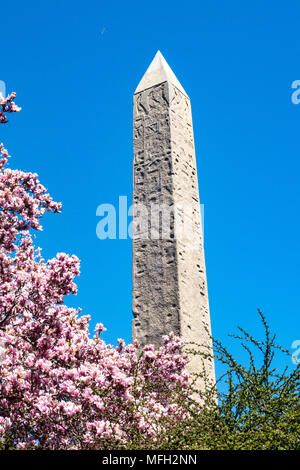 Cleopatra's Needle obélisque est entouré d'arbres de Magnolia qui fleurit au printemps, Central Park, NYC, USA Banque D'Images