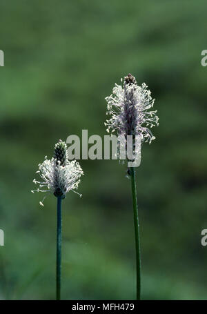 HOARY PLANTAIN OU LA LANGUE D'AGNEAU Plantago media deux inflorescences Banque D'Images