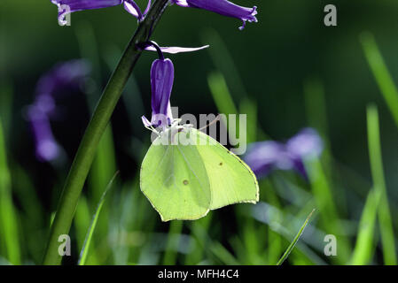 BRIMSTONE BUTTERFLY Gonepteryx rhamni sur Bluebell, ailes fermées Banque D'Images