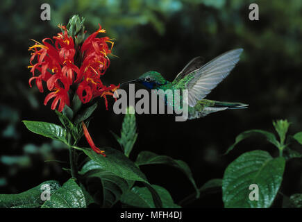 VIOLET PÉTILLANT-EAR Colibri Colibri coruscans en vol, un verre de nectar Banque D'Images