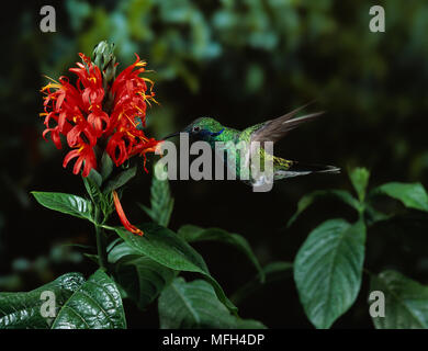 VIOLET PÉTILLANT-EAR Colibri Colibri coruscans en vol, un verre de nectar Banque D'Images