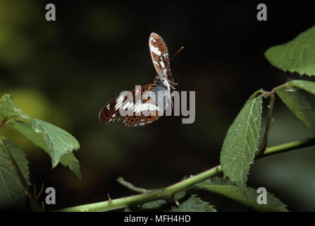 Papillon AMIRAL (Limenitis camilla ou Ladoga camilla) en vol, UK Banque D'Images