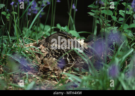 Canard colvert Anas platyrhynchos femelle sur son nid Banque D'Images