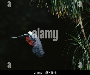 Perroquet gris d'Afrique Psittacus erithacus en vol Banque D'Images