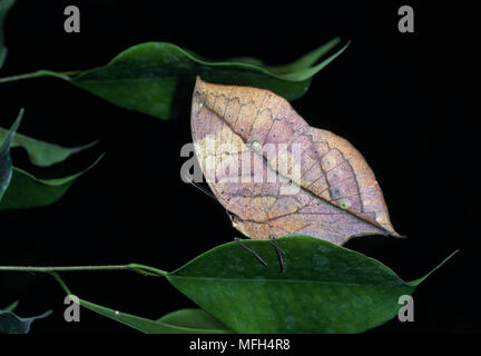 Feuille d'Indiens au repos sur papillon Kallima inachus ailes feuilles fermé Banque D'Images