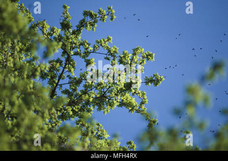 Papillons VERT LONGHORN Adela viridella au cour de l'érable sur le terrain Banque D'Images