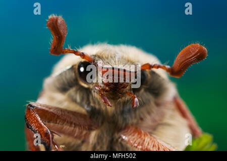 Alimentation COCKCHAFER Melolontha melolontha Banque D'Images