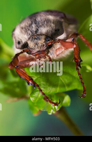 COCKCHAFER Melolontha melolontha Banque D'Images