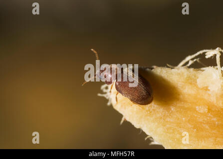 Stegobium paniceum BEETLE biscuit un produit stocké espèces - également connu comme le médicament-store Beetle Banque D'Images