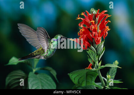 VIOLET PÉTILLANT-EAR Colibri Colibri coruscans en vol vers fleur Banque D'Images