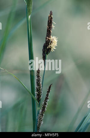 Plus GRAND ÉTANG Ã riparia Banque D'Images