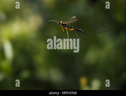 Guêpe MOUCHE ICHNEUMON Rhyssa persuasoria en vol sur le parasite en bois géant Wasp (Sires gigas) Sussex, UK Banque D'Images