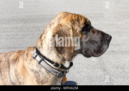 Portrait de profil d'un dogue allemand bringé avec col, street en arrière-plan. Les dogues allemands bringés dorés ont des manteaux et des rayures d'un tigre Banque D'Images