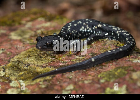 Salamandre visqueuse sur un rocher couvert de lichens - Plethodon glutinosis Banque D'Images