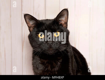 Portrait De L Un Chat Noir Avec Des Yeux Jaune D Or S Accroupit Sur Un Lit En Peau De Mouton Pour Les Telespectateurs A Droite Mur Arriere Plan Photo Stock Alamy