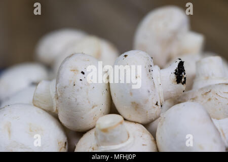 Champignons savoureux sur une table en bois. Les champignons dans la cuisine sur une planche à découper. Fond clair. Banque D'Images