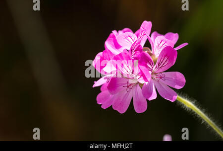 Fleur de géranium, de citronnelle insectifuge naturel, sur fond noir, copy space Banque D'Images