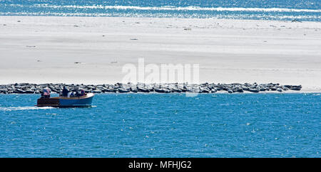 Un joint tour passe une rangée de phoques gris de soleil sur une plage de Cape Cod, USA Banque D'Images
