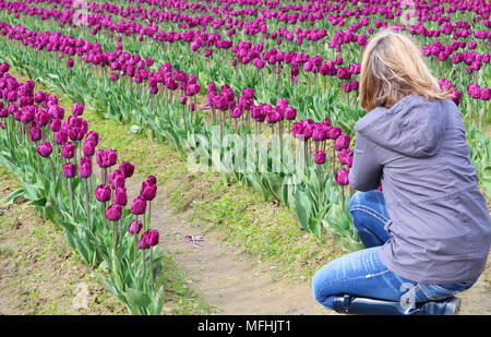 Jeune femme blonde s'accroupit sur le sol près de la tulipe pour prendre une photo de près. Banque D'Images