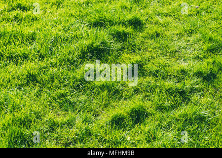 Close-up de pelouse avec des touffes d'herbe Banque D'Images