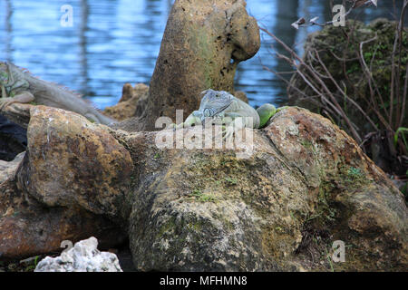 Iguane vert (Iguana iguana) Bain de soleil sur les roches - Outdoor World, Bass Pro Shops, Dania Beach, Floride, USA Banque D'Images