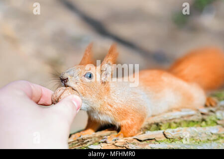 Petit mignon squirell en tenant la main d'une personne de l'écrou. Les droits de l'amitié oh et animal sauvage. La faune et l'humanité de l'harmonie et la confiance concept Banque D'Images