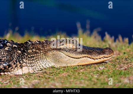 5 couchage alligator pied sur la rive de lac gator à St Andrews State Park Panama City Beach Florida Banque D'Images