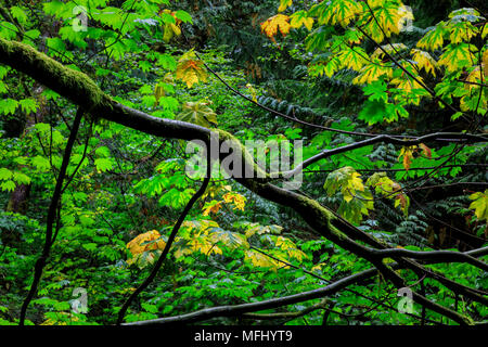 Shannon Falls Provincial Park Banque D'Images