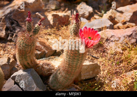 Floraison Rouge Cactus Arc-en-ciel du Texas en commun NM, TX et le Mexique Banque D'Images