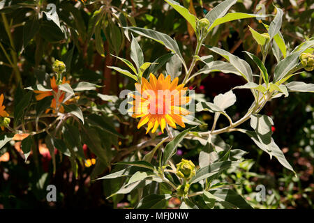 Gerbera Daisy Daisy Transvaal ou avec de nombreuses variétés cultivées partout dans le monde vu dans l'Arizona USA Banque D'Images
