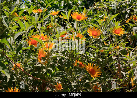 Gerbera Daisy Daisy Transvaal ou avec de nombreuses variétés cultivées partout dans le monde vu dans l'Arizona USA Banque D'Images