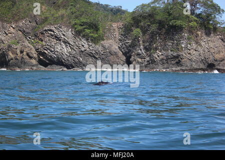 Les baleines, Tortuga, Costa Rica Banque D'Images