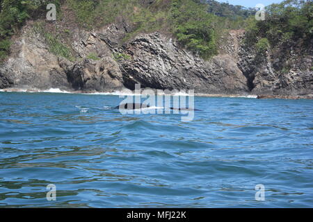 Les baleines, Tortuga, Costa Rica Banque D'Images