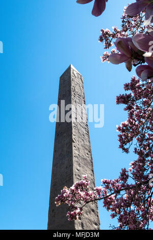 Cleopatra's Needle obélisque est entouré d'arbres de Magnolia qui fleurit au printemps, Central Park, NYC, USA Banque D'Images