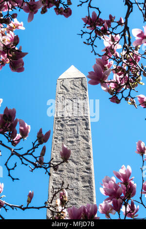 Cleopatra's Needle obélisque est entouré d'arbres de Magnolia qui fleurit au printemps, Central Park, NYC, USA Banque D'Images