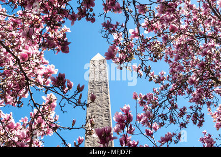 Cleopatra's Needle obélisque est entouré d'arbres de Magnolia qui fleurit au printemps, Central Park, NYC, USA Banque D'Images