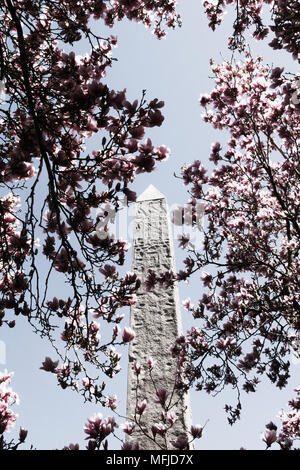 Cleopatra's Needle obélisque est entouré d'arbres de Magnolia qui fleurit au printemps, Central Park, NYC, USA Banque D'Images