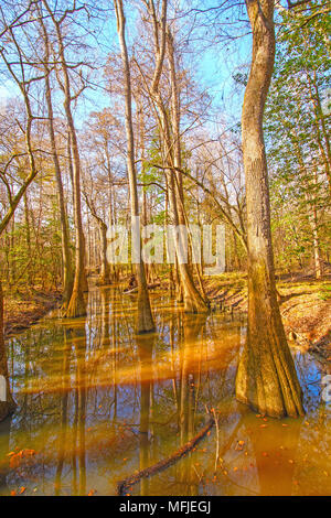 Backwater colorés en forêt Congaree National Park en Caroline du Sud Banque D'Images